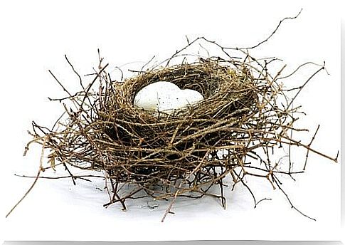 nest with eggs 