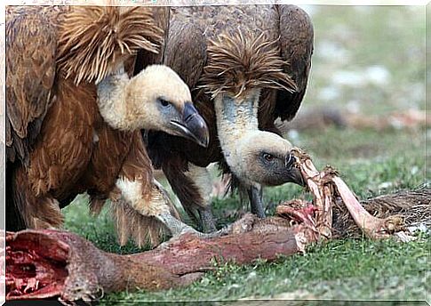 Birds that consume corpses and "clean up" the world