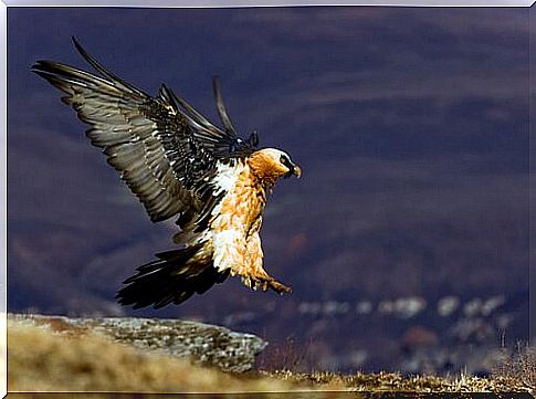 bearded vulture