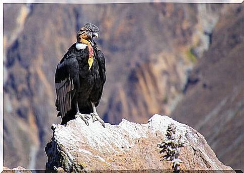 Andean condor