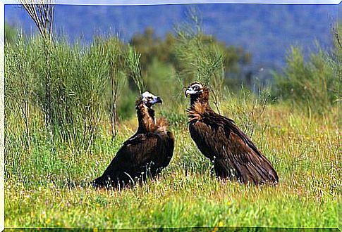 black vulture