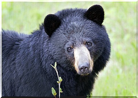 Black bear: the 'owner' of North America