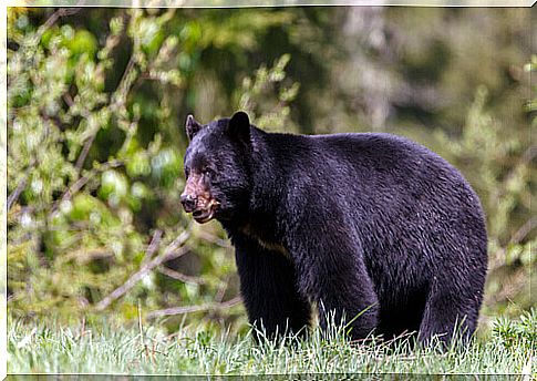 black bear