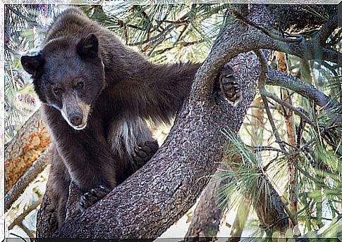 black bear in tree