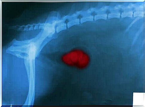 Exam to analyze dog kidneys