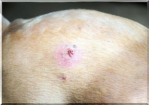 skin cancer in dogs