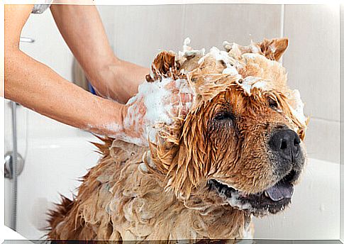 Can we use human hygiene products on pets?