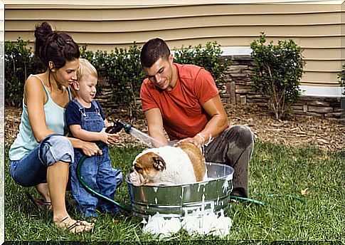 dog bath