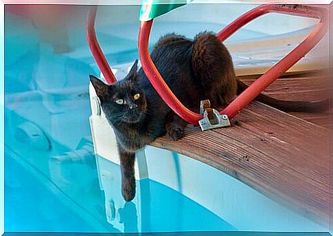 Can your cat bathe in a pool?