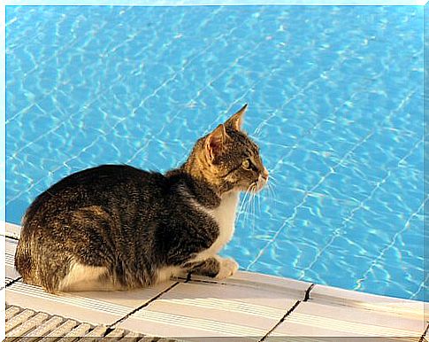 cat at the edge of a pool