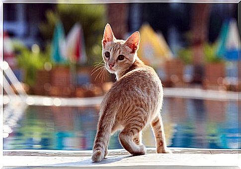 cat in the pool