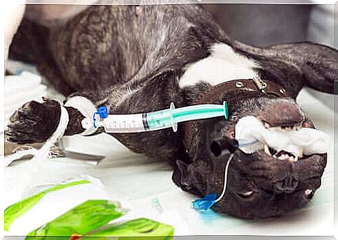 Dental cleaning of pets is performed under general anesthesia