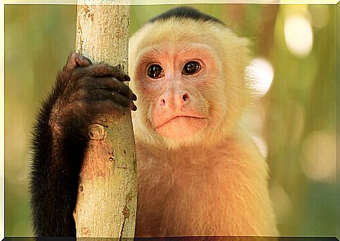 Capuchin monkey: characteristics, habitat and behavior