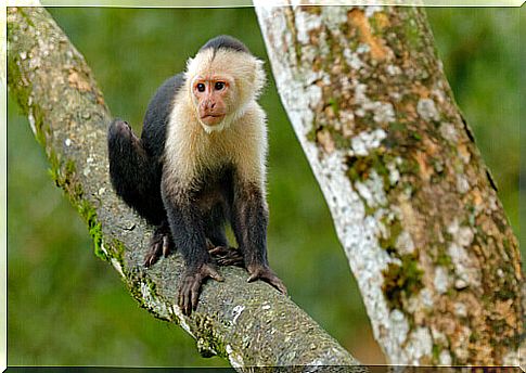 capuchin monkey