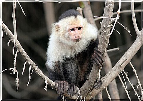 capuchin habitat