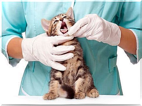 Causes and Prevention of Cat Toothache