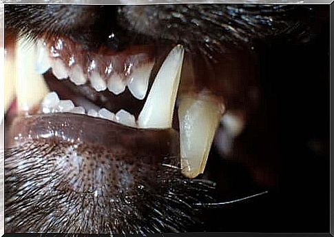 Dental Peculiarities of Cats