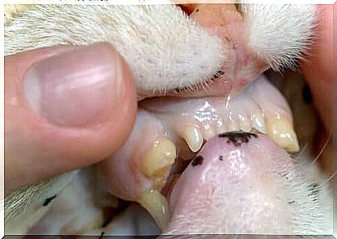 What Causes Toothache in a Cat?