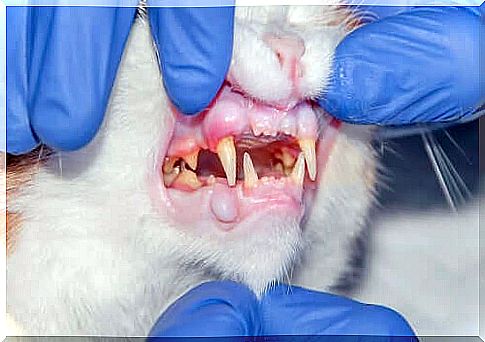 cat periodontal disease