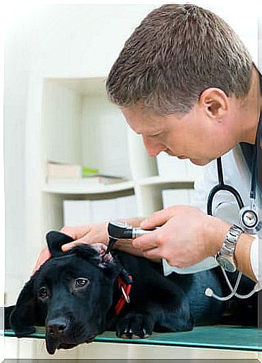 veterinarian examining dog