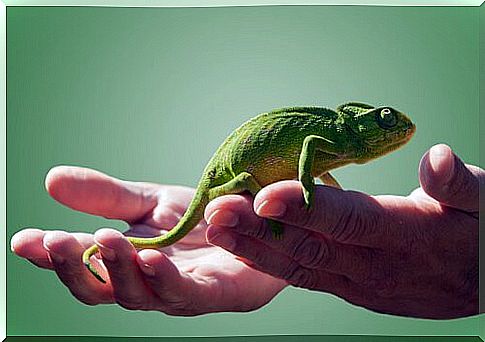 Chameleon as a pet: main care