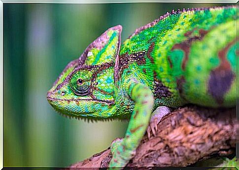 Is it possible to have a chameleon as a pet?