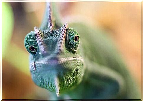 Chameleon as a pet