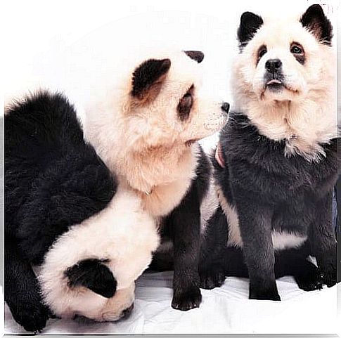 Chow chow panda.  Is it a dog or is it a panda?