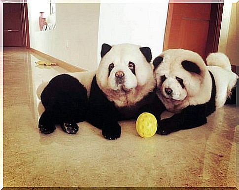 chow-chow-panda-2