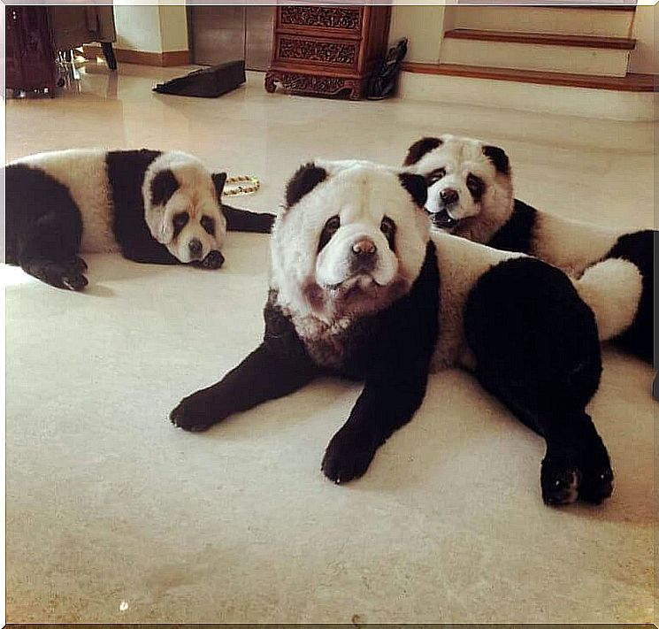 chow-chow-panda-3