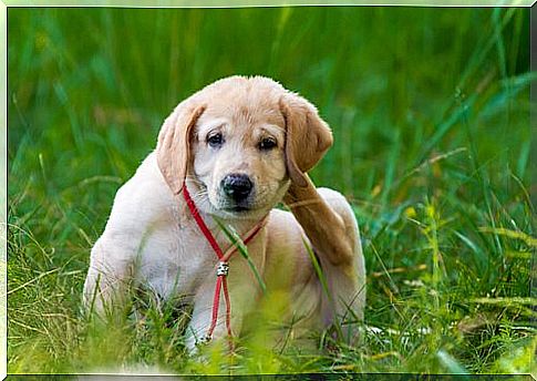 cão com alergia