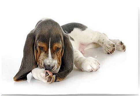 dog cleaning his paw