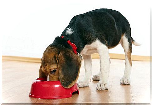 Correct food for medium-sized dogs