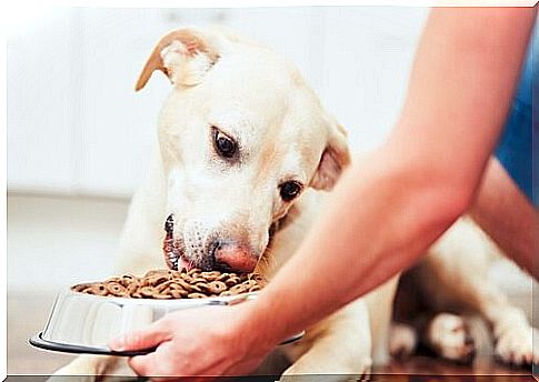 Correct food for medium-sized dogs