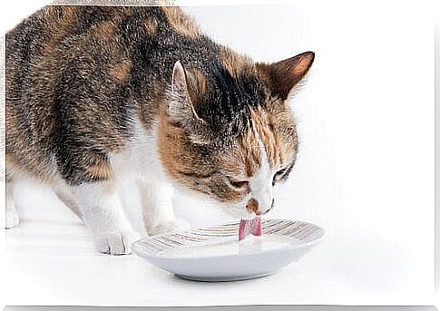 cat drinking milk