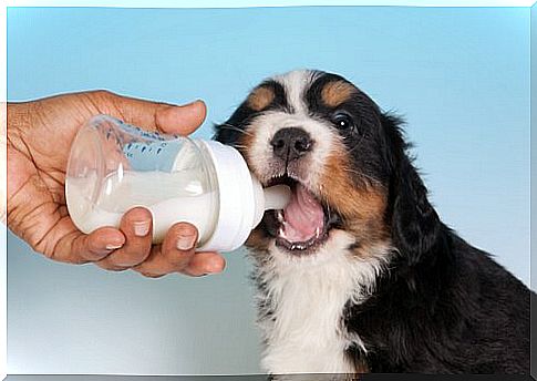 dog drinking milk from the bottle