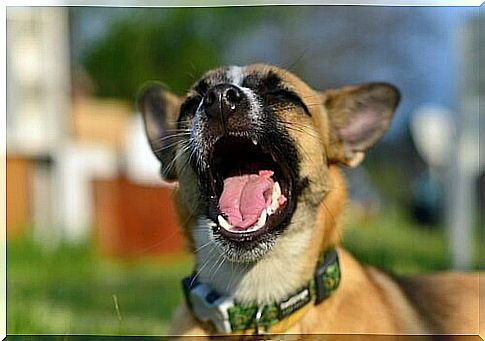 dog yawning