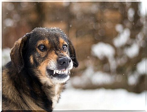 dog in the snow showing teeth