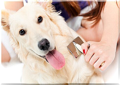 dog being brushed