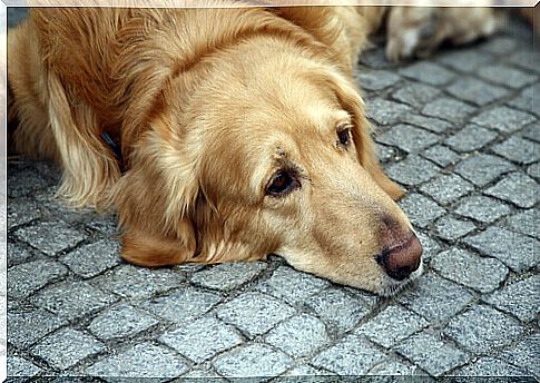 Depression in Dogs: Know What Can Happen