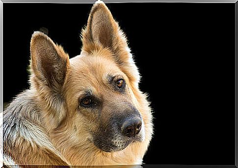 Diabetes in Dogs: Appropriate Treatment