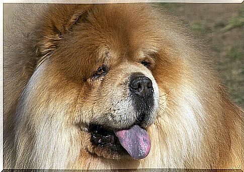 Chow chow