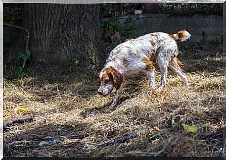 Cão caçando ao ar livre