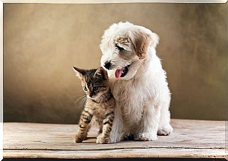 Differences between cats and dogs: learn more here!