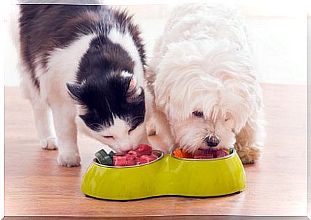 Cachorro e gato comendo juntos