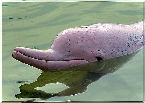 Amazon river dolphin: the pink dolphin