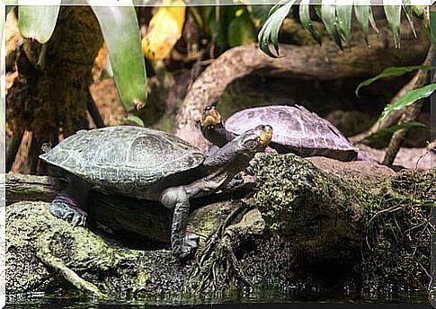 giant tortoise from the Amazon river