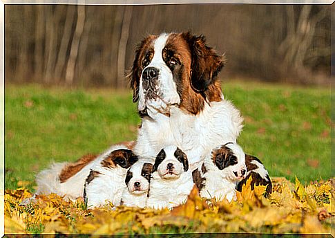 Mastiff with puppies