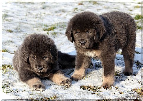 Mastiff puppies