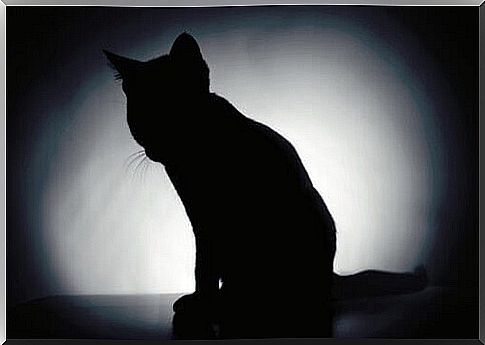 cat shadow